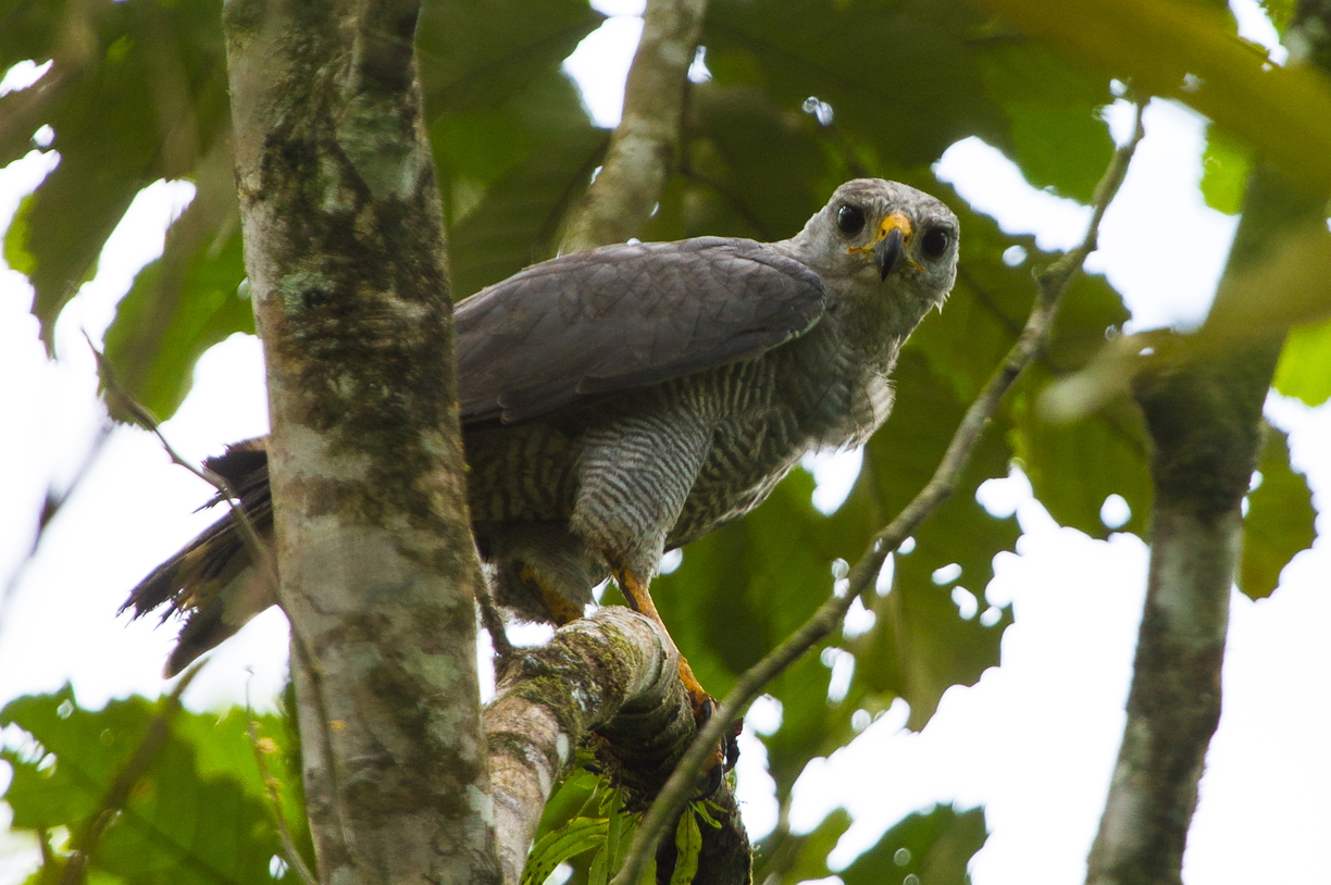 Grey Hawk, Costa Rica
